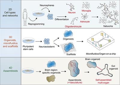 Building a Human Brain for Research